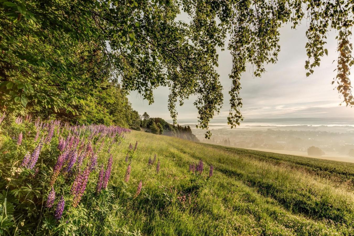 Wellness Apartmany Cesky Raj & Biokolna Lomnice nad Popelkou Eksteriør billede